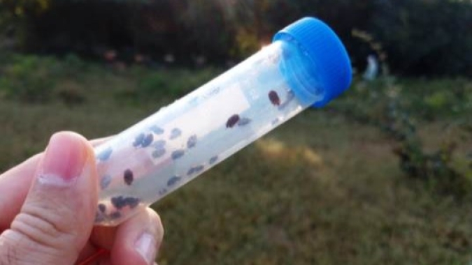 Agrodefesa identifica e combate praga do pequeno besouro em São Simão e orienta apicultores de Goiás