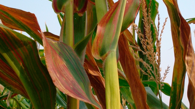 Casos de enfezamentos tem aumentado e se espalhado pelo Brasil com cultivo do milho durante todo o ano