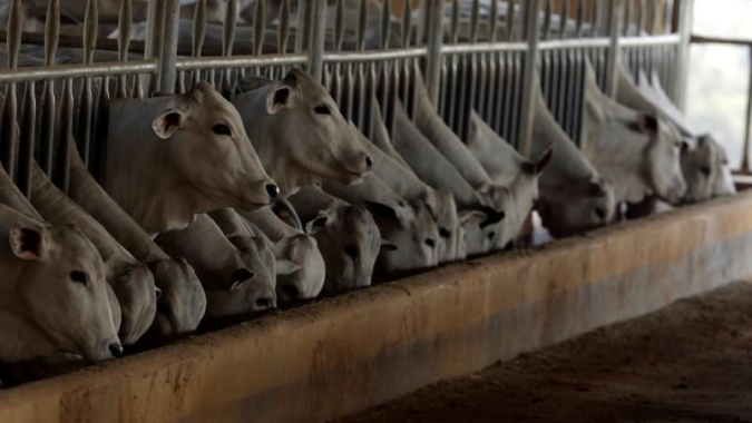 Demanda aquecida e perspectivas de aberturas de mercado impulsionam otimismo por novos recordes na exportação de gado vivo