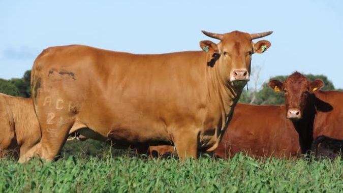 Alta nos preços da vaca e novilhas gordas