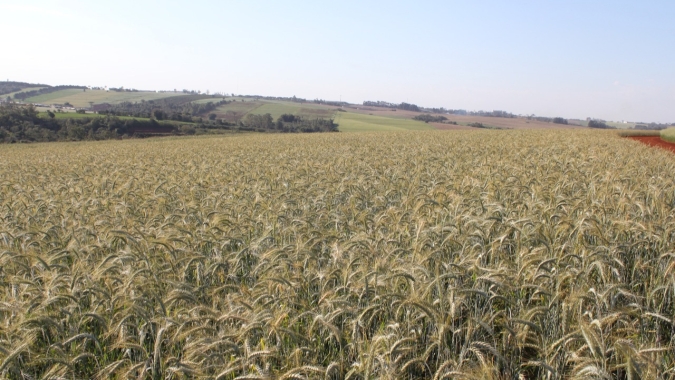 Triticale ganha zoneamento agrícola de risco climático