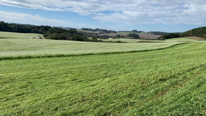 Área plantada de trigo argentino na safra 2020/21 pode cair 1,5%, estima bolsa