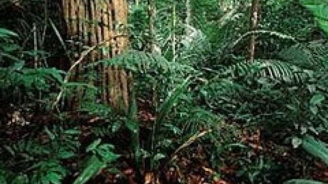 Santa Catarina busca alternativas de apoio ao setor florestal