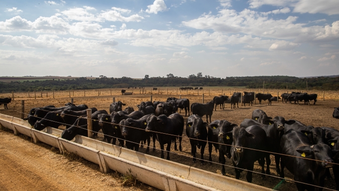 Boi: Volume de animais abatidos no Mato Grosso do Sul tem queda de 7,95% no primeiro bimestre de 2021