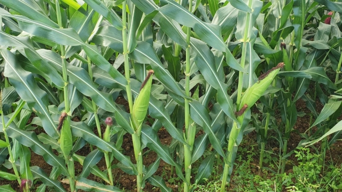 Embrapa: Sistema Antecipe reduz risco climático para milho safrinha em MS