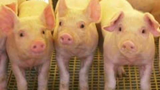 United Pork Americas será ponto de conexão da suinocultura