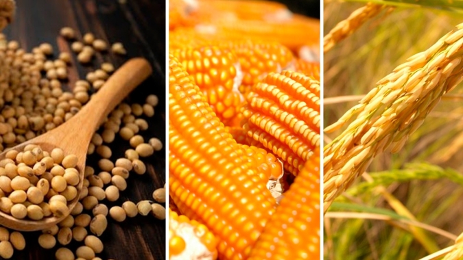 Do arroz ao boi, commodities agrícolas do Brasil têm preços recordes (análise da Reuters)
