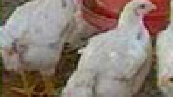 Sacrifício de machos na produção de aves de postura: a janela se estreita