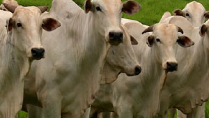 Boi/Cepea: Com maior investimento de pecuaristas, abate tem recuperação