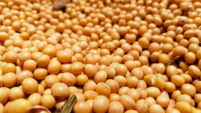 Custo de produção da soja 21/22 no MT está 15% maior do que o da safra passada