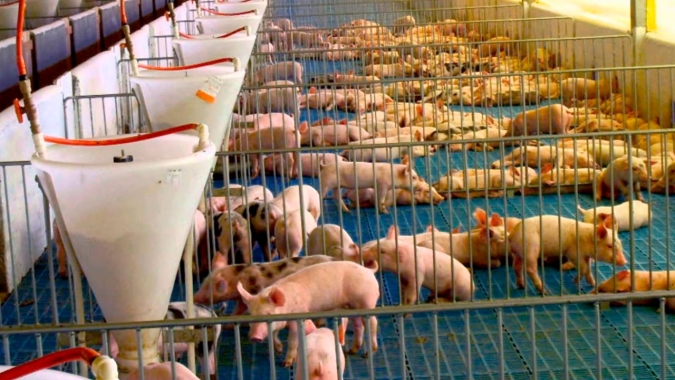 Exportações de carne suína até a 3ª semana de novembro atingem 94% do total de faturamento de novembro/21