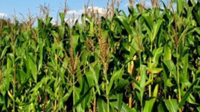 Produtores de algodão e milho podem utilizar o PlantUP para preparar a próxima safra