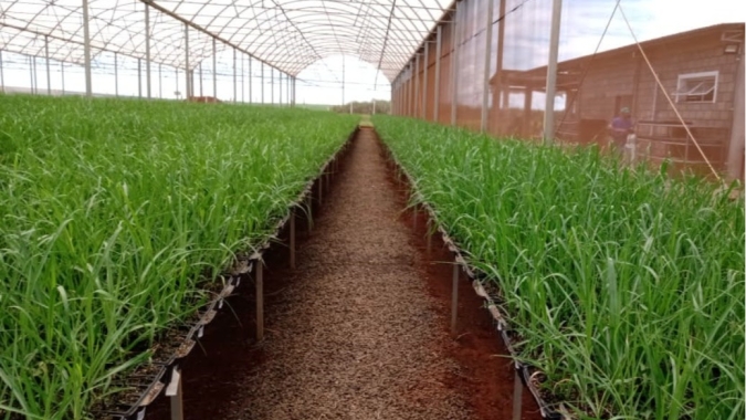 Núcleo de Mudas Pré-Brotadas da BP Bunge investe em variedades mais produtivas para abastecer canaviais