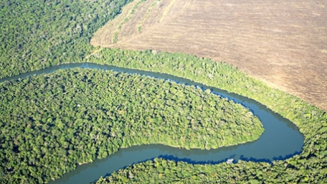 Paraná registra queda de 73% no desmatamento da Mata Atlântica em 2024