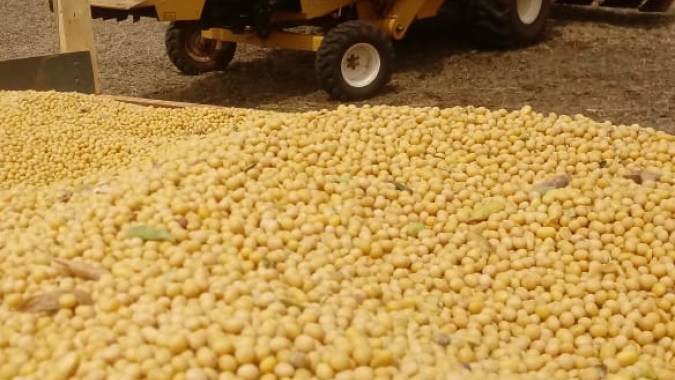 Colheita da soja já começou em Porto Nacional/TO e expectativa é de alta produtividade