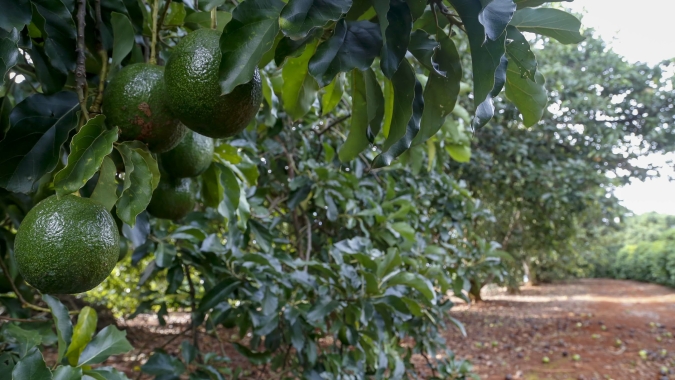 Produtores de abacate de Arapongas iniciam busca por Indicação Geográfica
