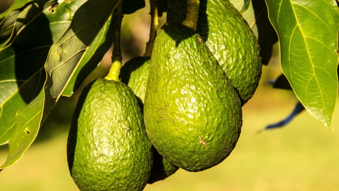 Exportação: Defesa Agropecuária de SP irá garantir medidas para exportação de Abacate variedade Hass para Chile e Japão