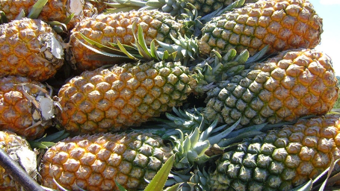 Nova publicação atualiza orientações para o cultivo de abacaxi no Amazonas