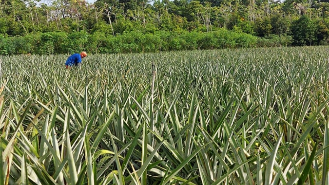 Salvaterra/PA receberá cursos e Dia de Campo como parte do projeto de Produção Integrada de Abacaxi