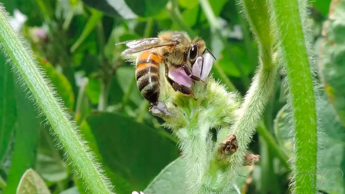Polinização pode aumentar a produtividade de culturas de grande importância agrícola no Brasil