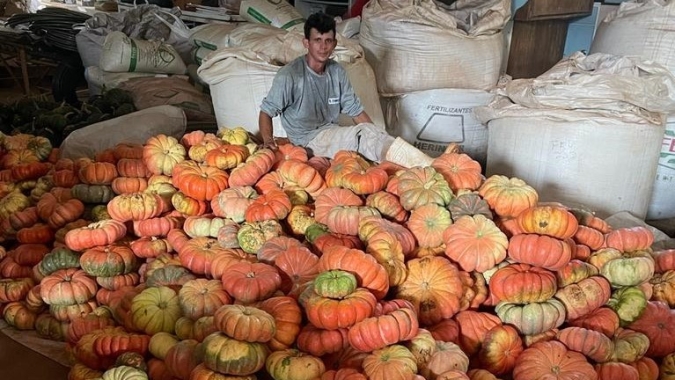 Experimento no Oeste do Paraná apresenta resultados 50% acima da média em produção de abóboras e contribui para a segurança alimentar da região