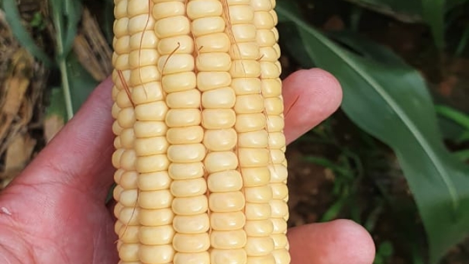 CNA levanta custos da produção de milho em Sergipe