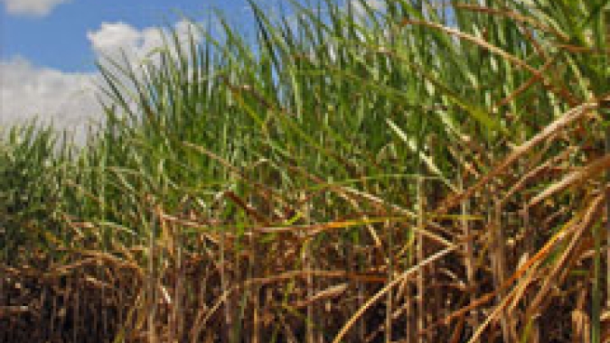 Coopershow: Secretaria de Agricultura de SP anuncia reativação da Câmara Setorial de Açúcar, Etanol e Bioenergia