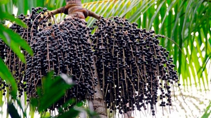 Comissão aprova projeto que classifica açaí como fruta nacional