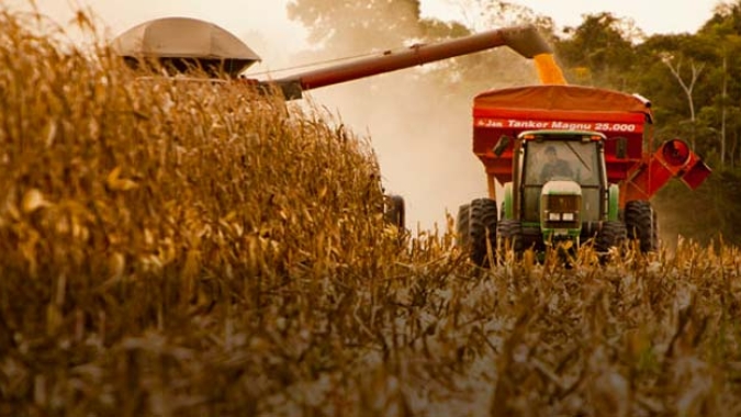 Colheita do milho vai à 20% no MS com produtividades variando de 100 à 8 sacas por hectare, diz Famasul