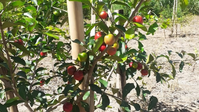 Pesquisa avalia novas variedades de acerola com potencial para plantio no Espírito Santo