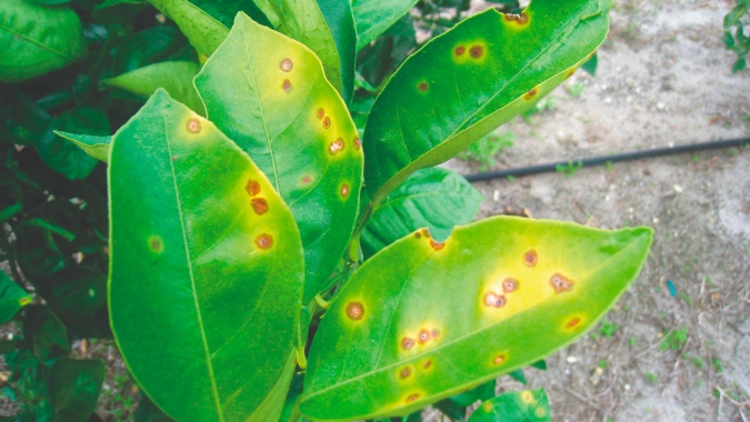 Citricultor paulista tem até o dia 15/07 para informar as inspeções do greening e cancro