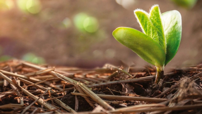 Controle eficiente de plantas daninhas passa por manejo bem planejado e escolha combinada de produtos nas diferentes fases de aplicação