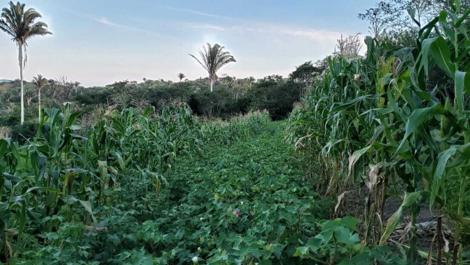 Publicação orienta produtores sobre adubação de algodão em consórcios agroecológicos com culturas alimentares