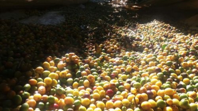 De olho no financeiro, café estende baixas na manhã desta 3ª feira em NY