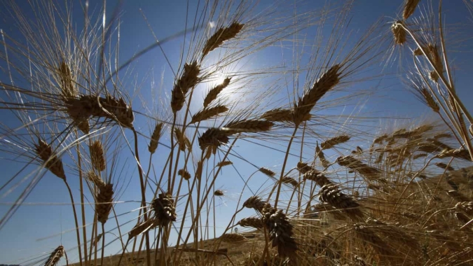 Déficit hídrico na região de Campos Novos/SC chega em até 500mm e perdas significativas aparecem no trigo, milho e soja