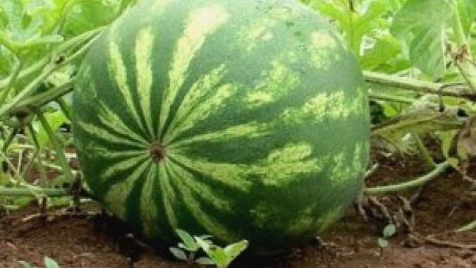 Melancia: Inundação na Ceagesp atinge 100% dos estoques