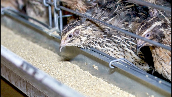 Município capixaba movimenta mercado de ovos de codorna e galinha no país