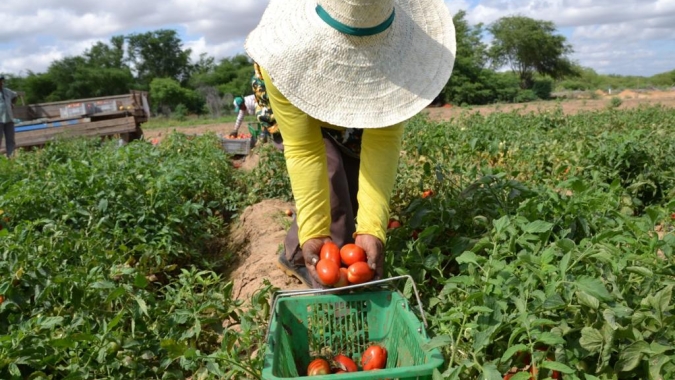 Tecnologias diversificam culturas na agricultura familiar   e promovem segurança alimentar