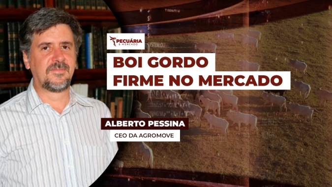 Mercado do boi gordo se mantém firme com oferta restrita e demanda aquecida