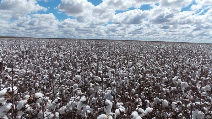 Modelo de produção de algodão na Bahia impressiona produtores australianos