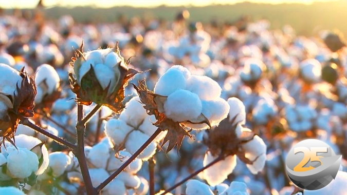 Mato Grosso do Sul encerrou plantio do algodão dentro da janela ideal e espera boa produtividade