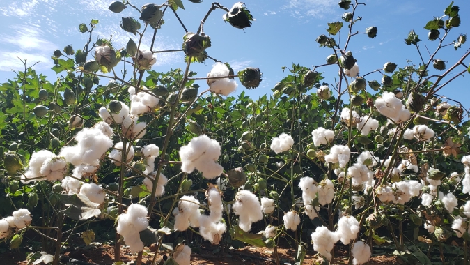 Bayer reforça compromisso com agricultores familiares e transfere tecnologia para fortalecer produção de algodão no norte de MG