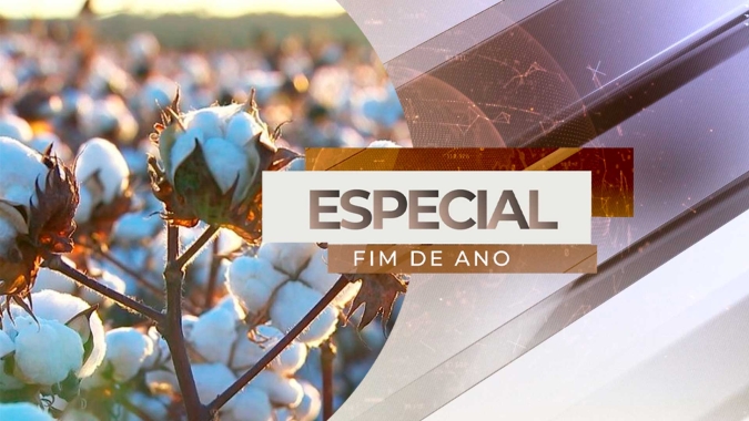 Perdas na soja vão promover um aumento de 12% na área plantada de algodão para 2024 com uma produção que pode chegar a 3,4 milhões t