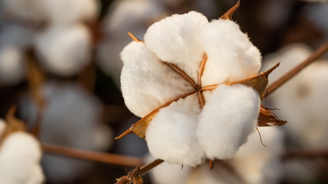 Cotton Brazil lança Relatório Anual 2024 destacando liderança brasileira na exportação