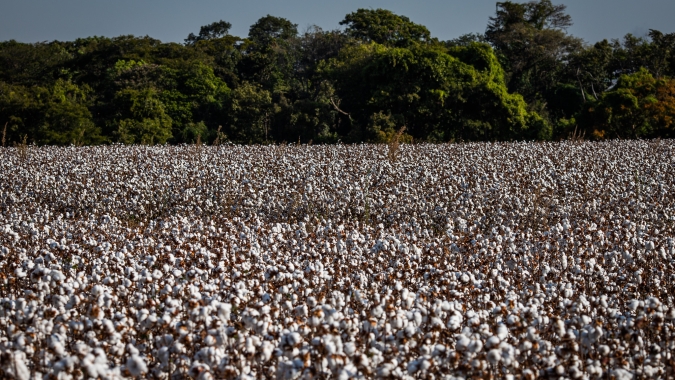 Goiás fortalece a produção de algodão e amplia competitividade no mercado internacional