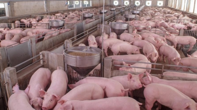 Alta do milho derruba poder de compra do suinocultor pelo 6º mês seguido
