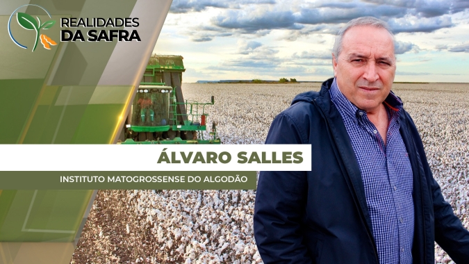Falta de chuva acelera maturação do algodão em Mato Grosso e colheita se aproxima