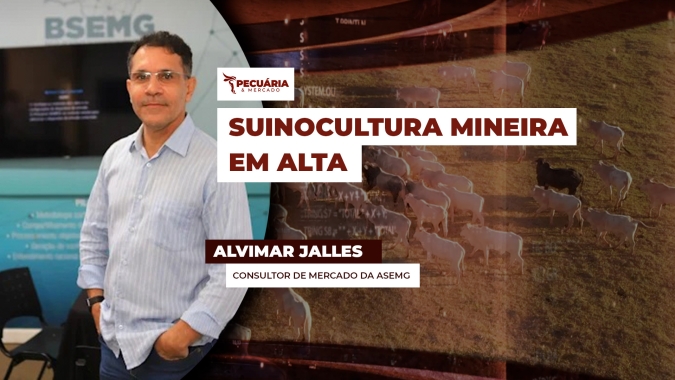 Suinocultura em MG volta a se recuperar depois de um mês de julho de muita pressão