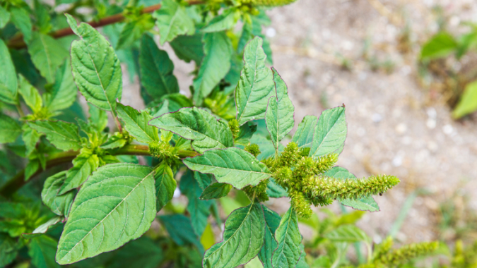 Agrodefesa intensifica ações para evitar a entrada da praga Amaranthus palmeri em Goiás