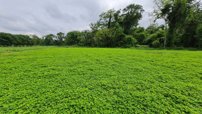 Nova cultivar de amendoim forrageiro apresenta alto teor de proteína